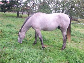 SAPHIR DES LACS
