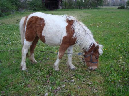 PONEYS DE CLUBS